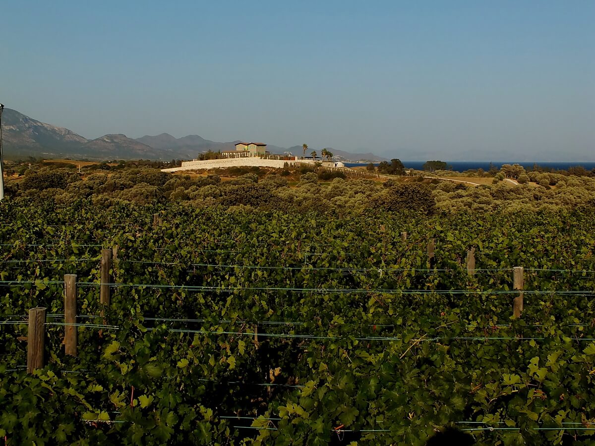 Datça Vineyard