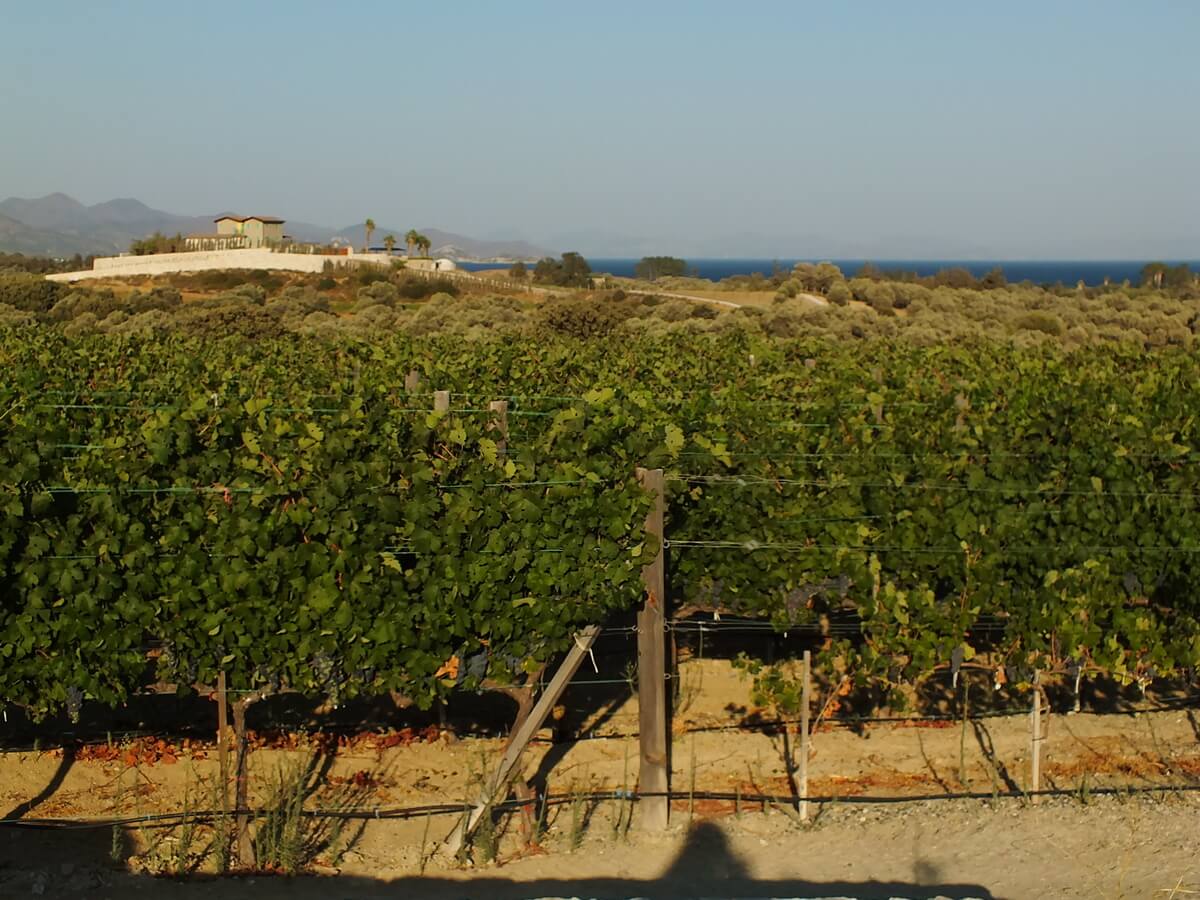 Datça Vineyard 