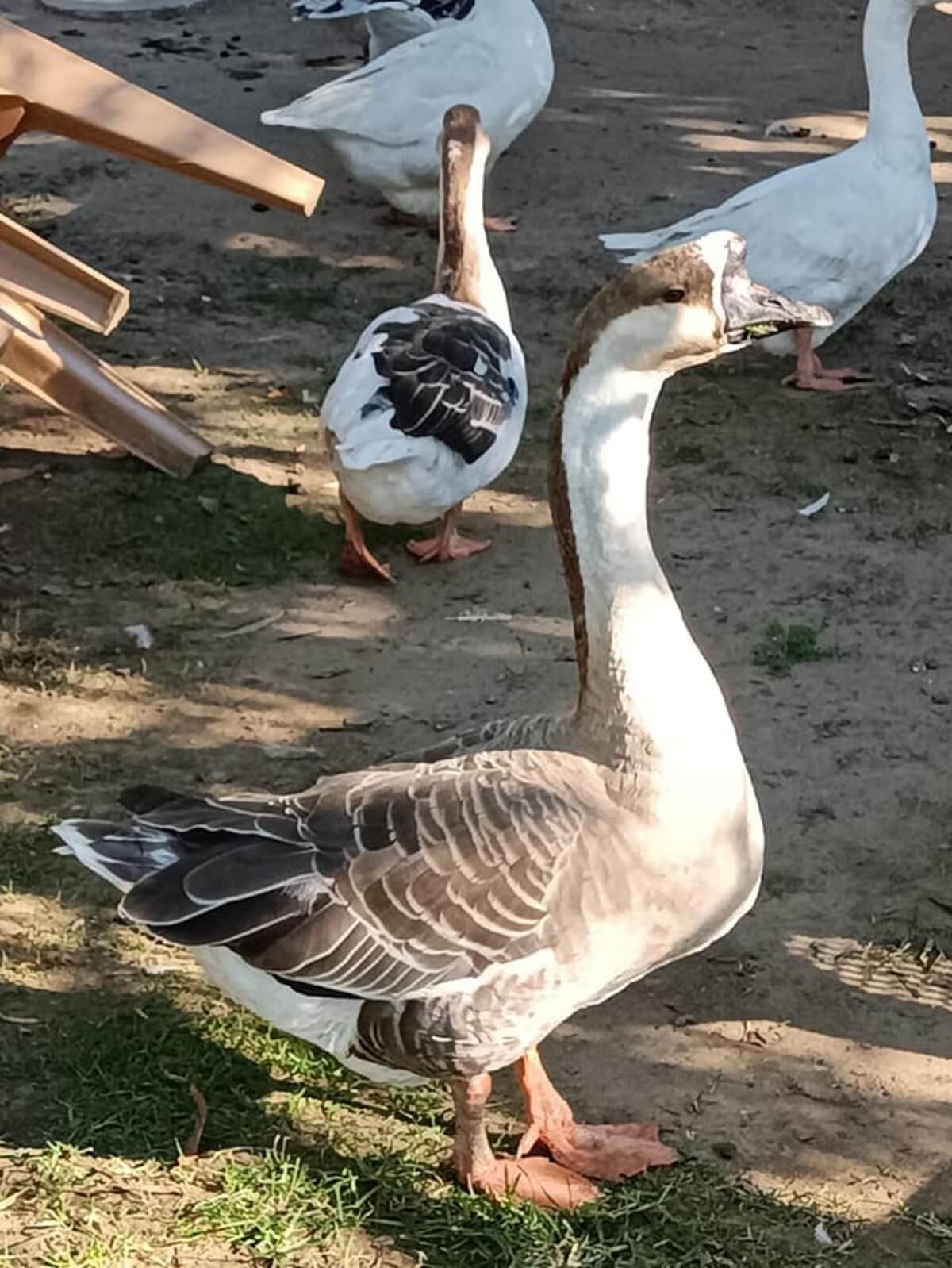 Edirne Doğal Yaşam Çiftliği