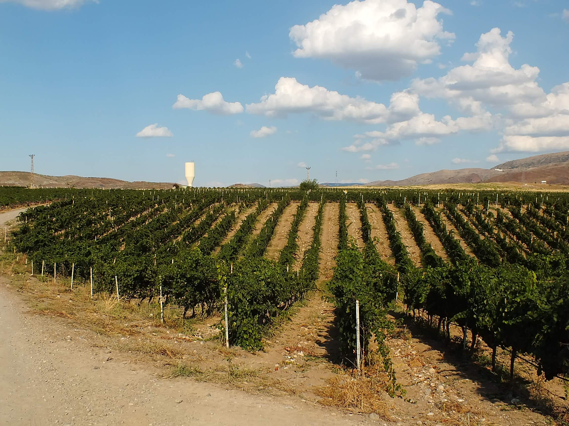 Kalecik Gezisi Vinkara Üzüm Bağları