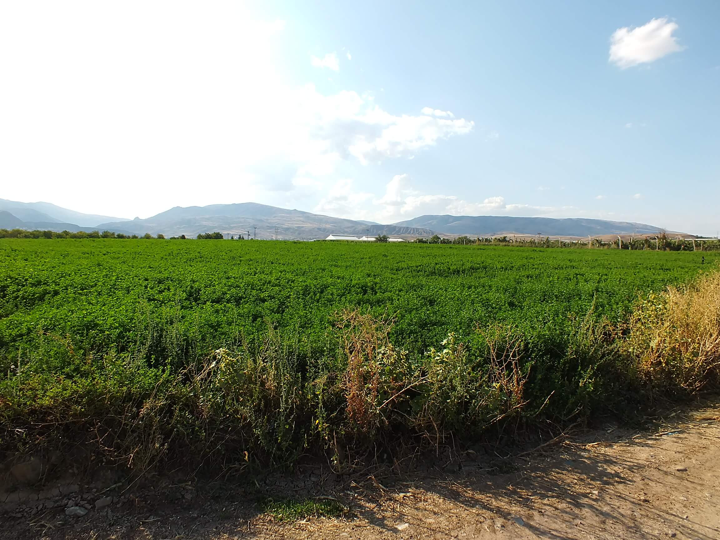 Kalecik Gezisi Vinkara Üzüm Bağları